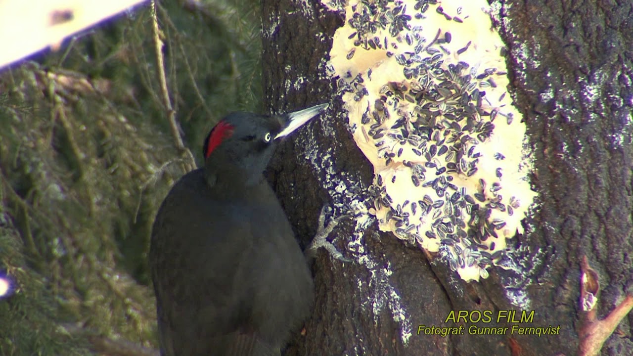SPILLKRÅKA  Black Woodpecker  (Dryocopus martius)  Klipp - 2531