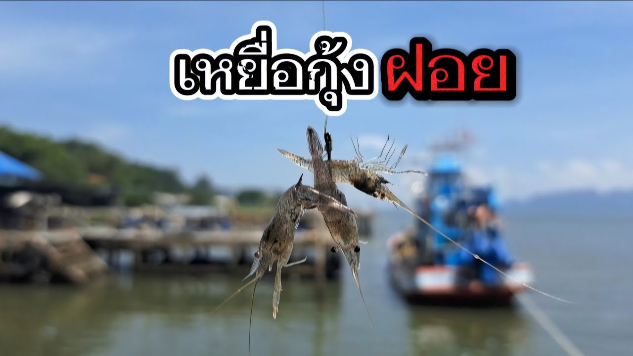 ตกปลาทะเลชายฝั่ง เหยื่อกุ้งเป็น(กุ้งฝอย) หมายสะพานท่าเรือ กลางวัน ปลากินไหม The fish