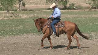 Building Hindquarter Control