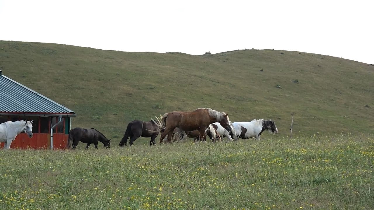 In vizita la ToniLand - Cuzdrioara, Cluj - 2024 Nou!!!