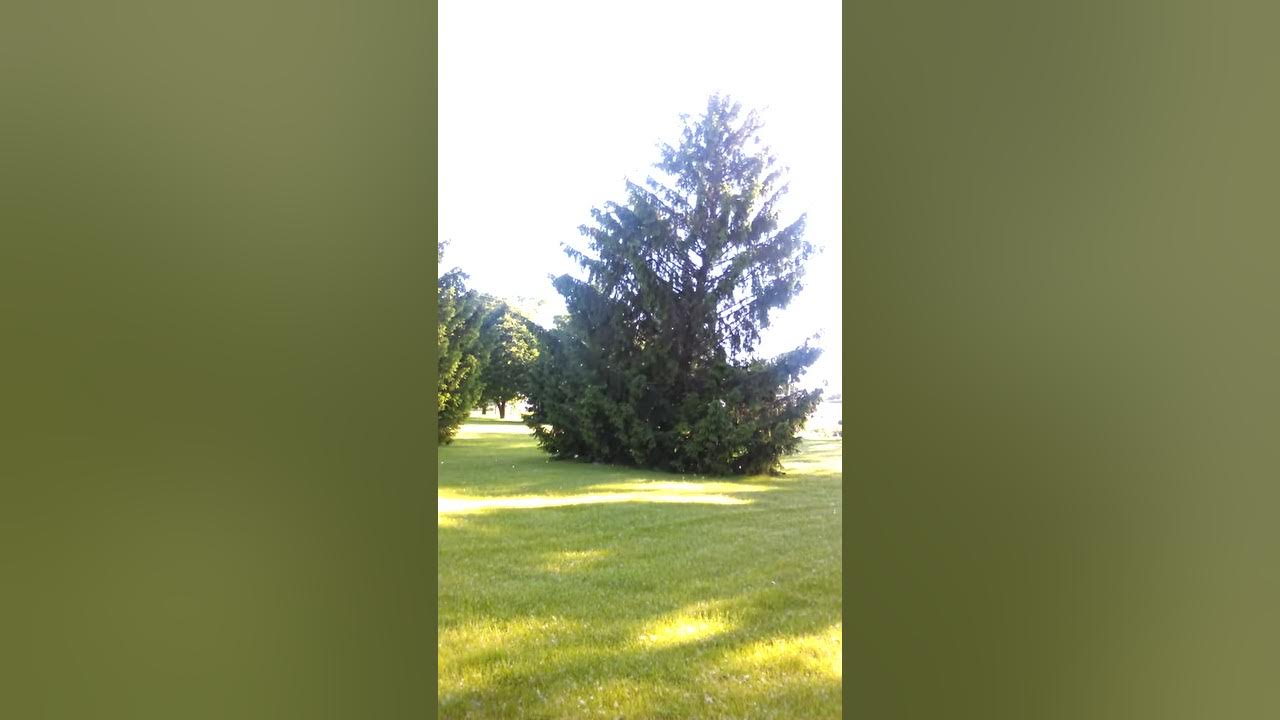 The cottonwood trees shedding YouTube