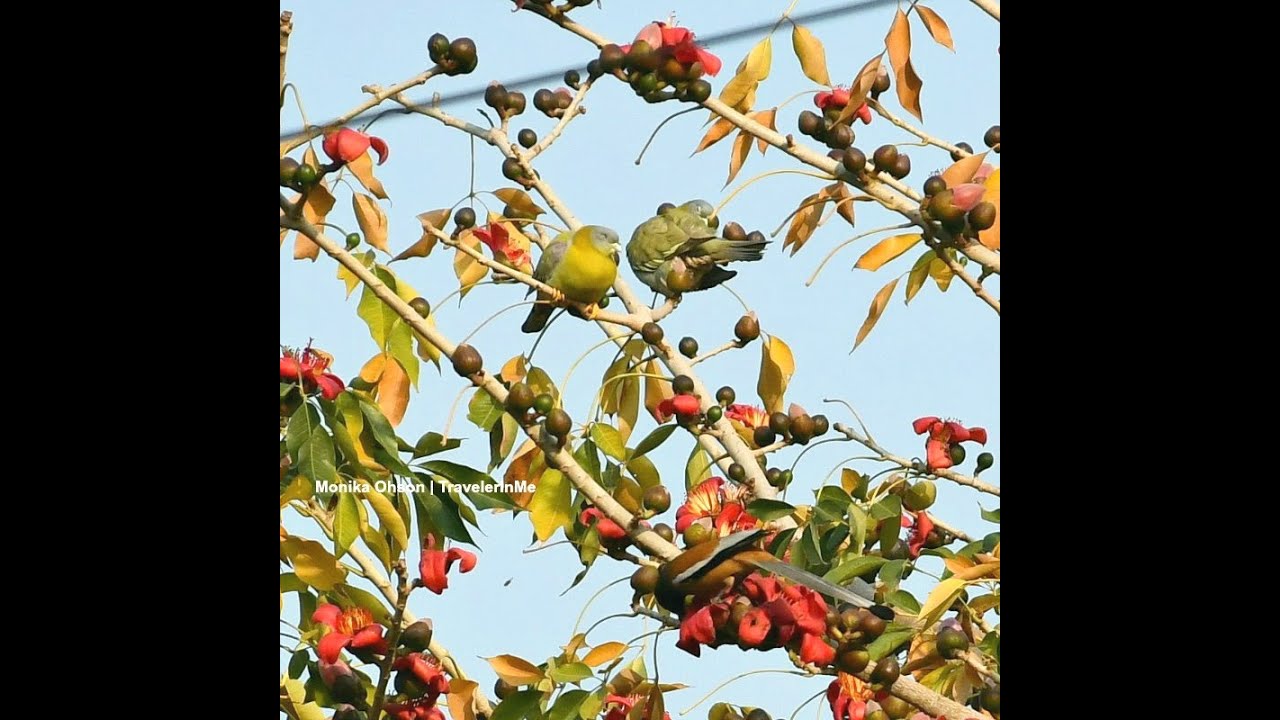 Balcony Birding | Yellow Footed Green Pigeon | TravelerInMe