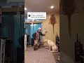 #dog #humor #pitbull #goldenretriever #labrador #funny #slap #animationmemes #memes #slapp