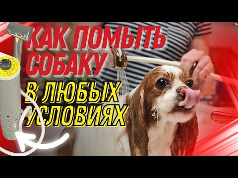 Отключили горячую воду? Как принять душ? Как помыть собаку быстро и без хлопот?  Энергия 2000#Shorts