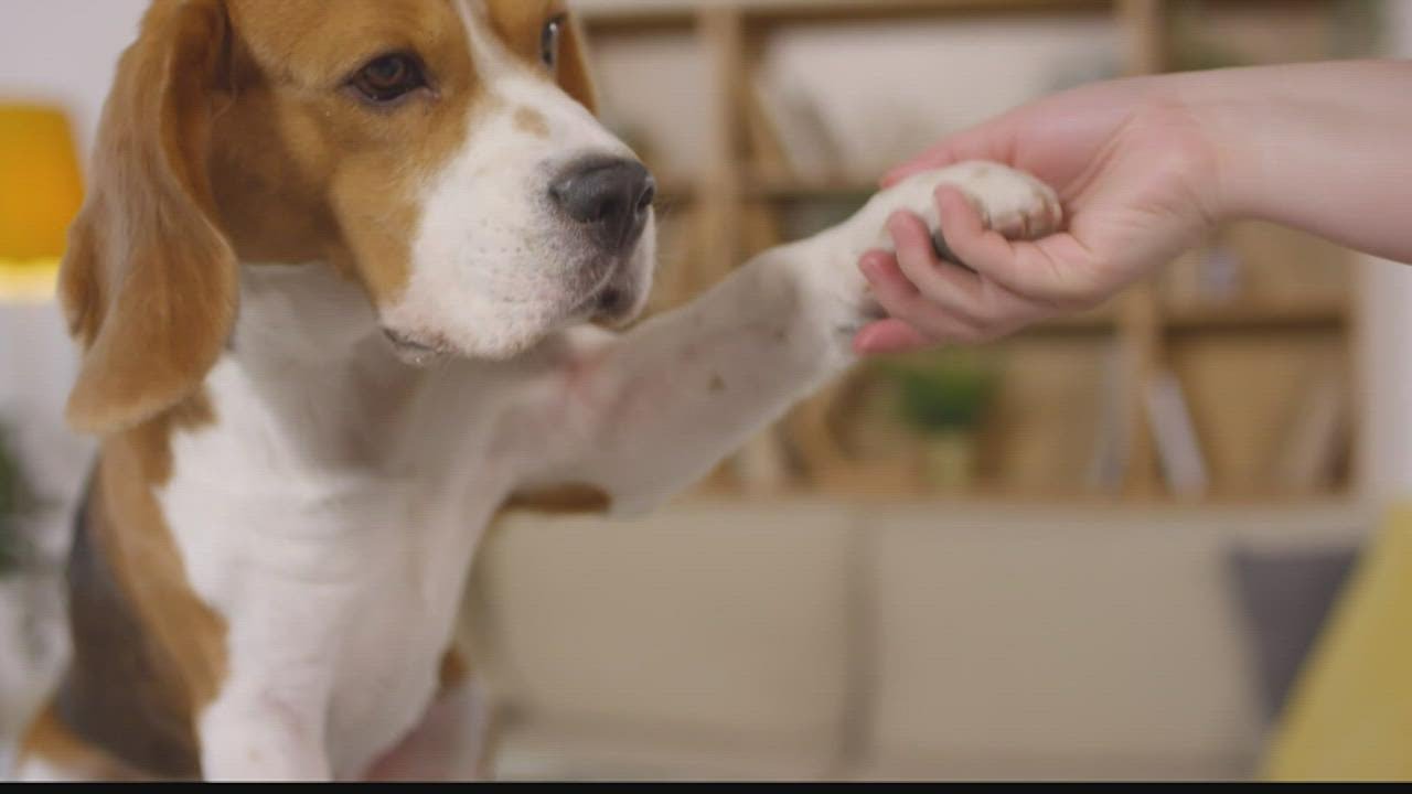 Monkeypox and dogs: Jacksonville vet says know what to do if you get the virus