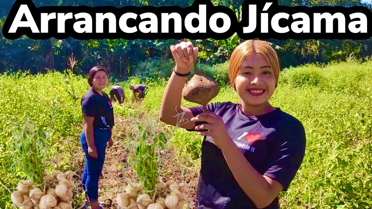 COMO ARRANCAR JICAMA EN LOS CAMPOS DE IZALCO, EL SALVADOR.jicama 