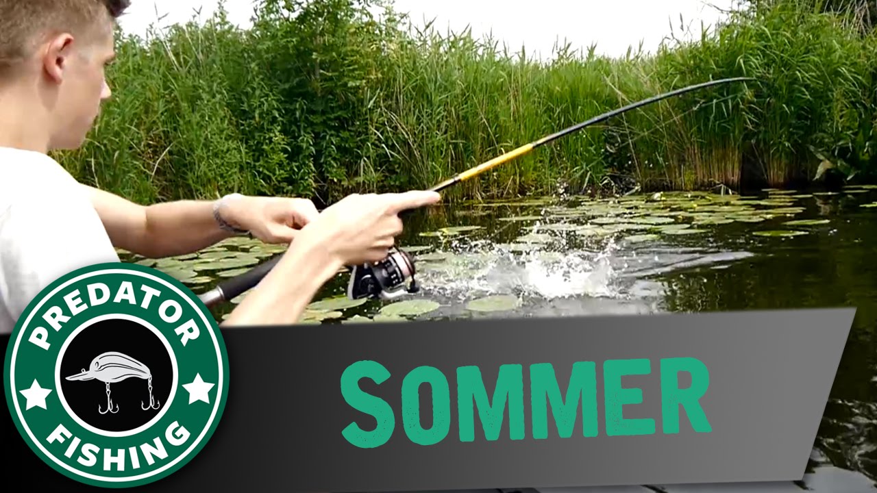 Barschangeln im Sommer | Frequenz bei Hitze