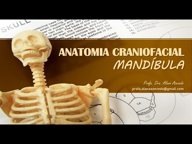 Dra. Dentinhos - 💀 Anatomia da Mandíbula ☠️ ⠀ O que achariam de uma  apostila de anatomia só com desenhos meus? ♥️ ⠀ #anatomia #anato #mandibula  #mandibular #fisiologia #odontologia #medicina #odontoporamor  #studygramodontologia #anatomy #jaw