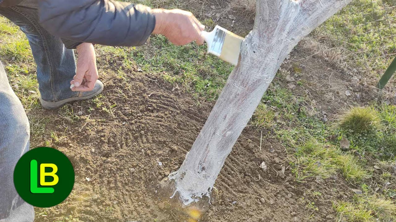 Зачем белить фруктовые деревья и как сделать смесь для покраски дерева