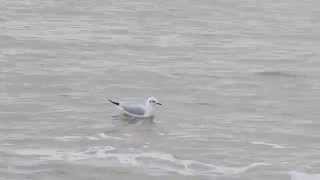 MVI 1630 Down Clacton Beach RAW Video