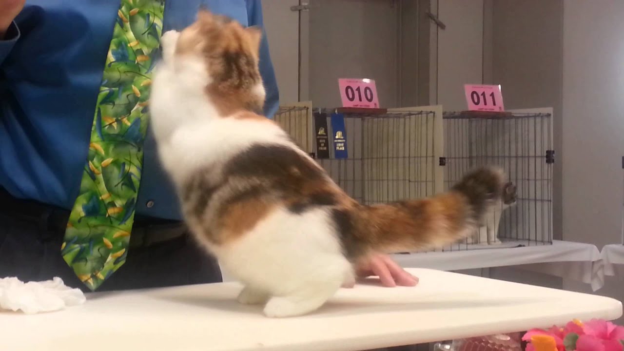 Toxicate Masquerade   (Shelby's favorite)