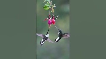 الشيخ عبدالباسط عبدالصمد سورة الحج