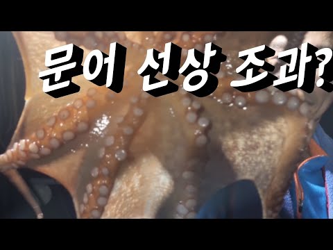 문어 야간  선상 조과