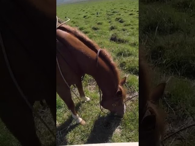 Ugh.  #horseshoeing #badluck #beone #b1