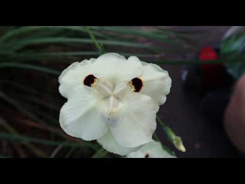 The World's Natural Beauty Of Bok Tower Gardens Lake Wales Florida 2026 #5