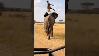 Hyena Bites Elephant Tail, Gets LAUNCHED Into Air 😱