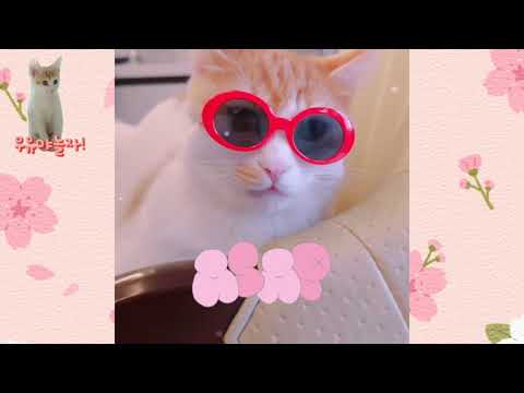 우유 웃긴 사진 모음 3탄이에요ㅋㅋㅋ Wooyu funny picture 3LOL/우유야놀자!