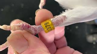Wuyts Comines 379