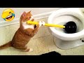 笑わずにいられる？🤣😍 2025年最も面白い猫と犬 😻🐶