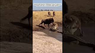 Wildebeest Hero Saving A Life From The Crocodiles Grip