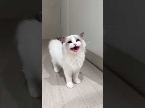 <strong>Kittens</strong> Meowing and Loving Touching