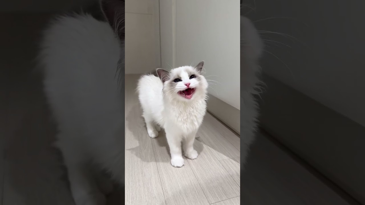 Kittens Meowing and Loving Touching