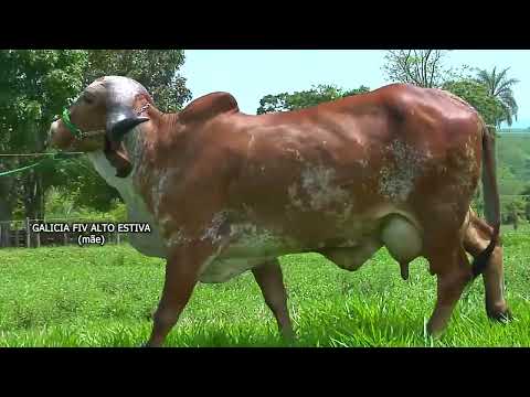 LOTE 103    NORABEL FIV ALTO ESTIVA   SQP 1873