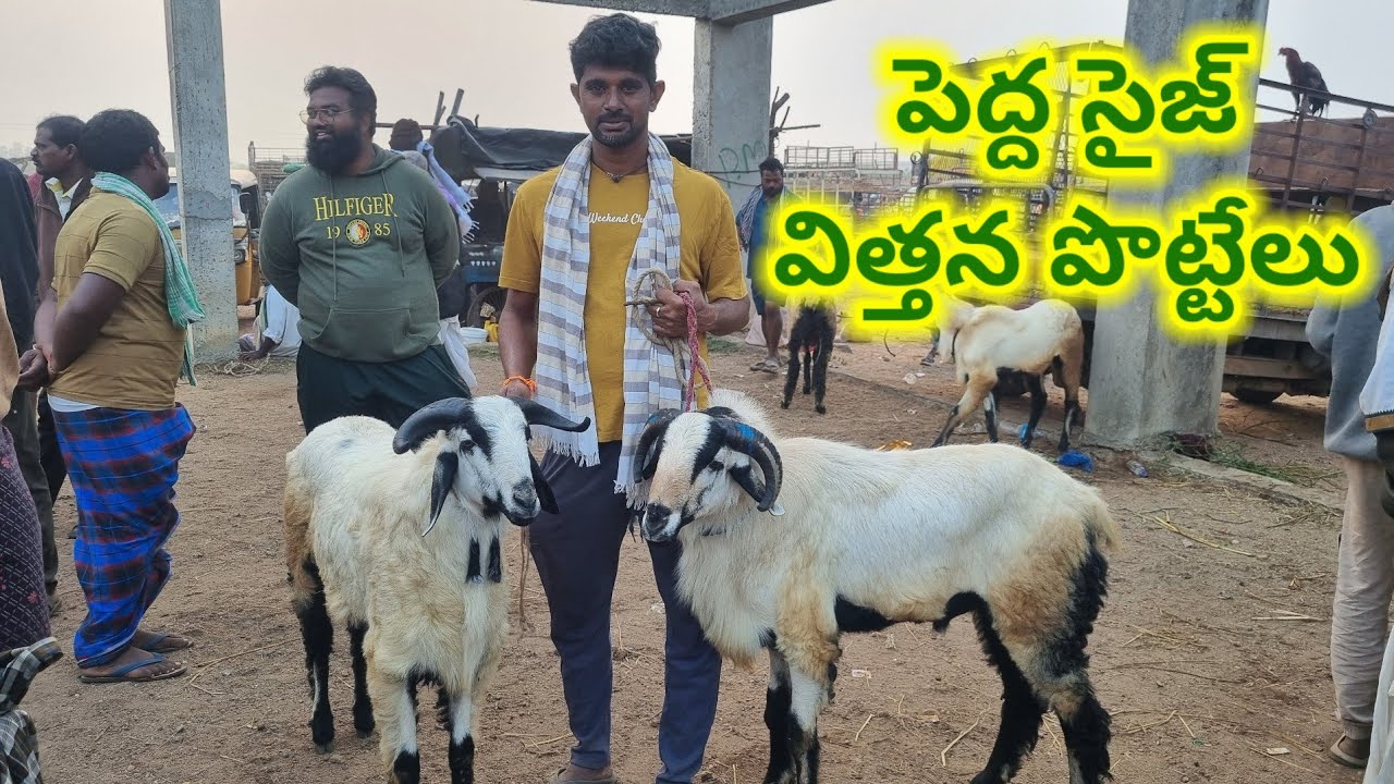 Biggest sheep Baker Gudur sheep market Today 23 1 26 గూడూరు గొర్రెల సంత విత్తన పొట్టేలు 