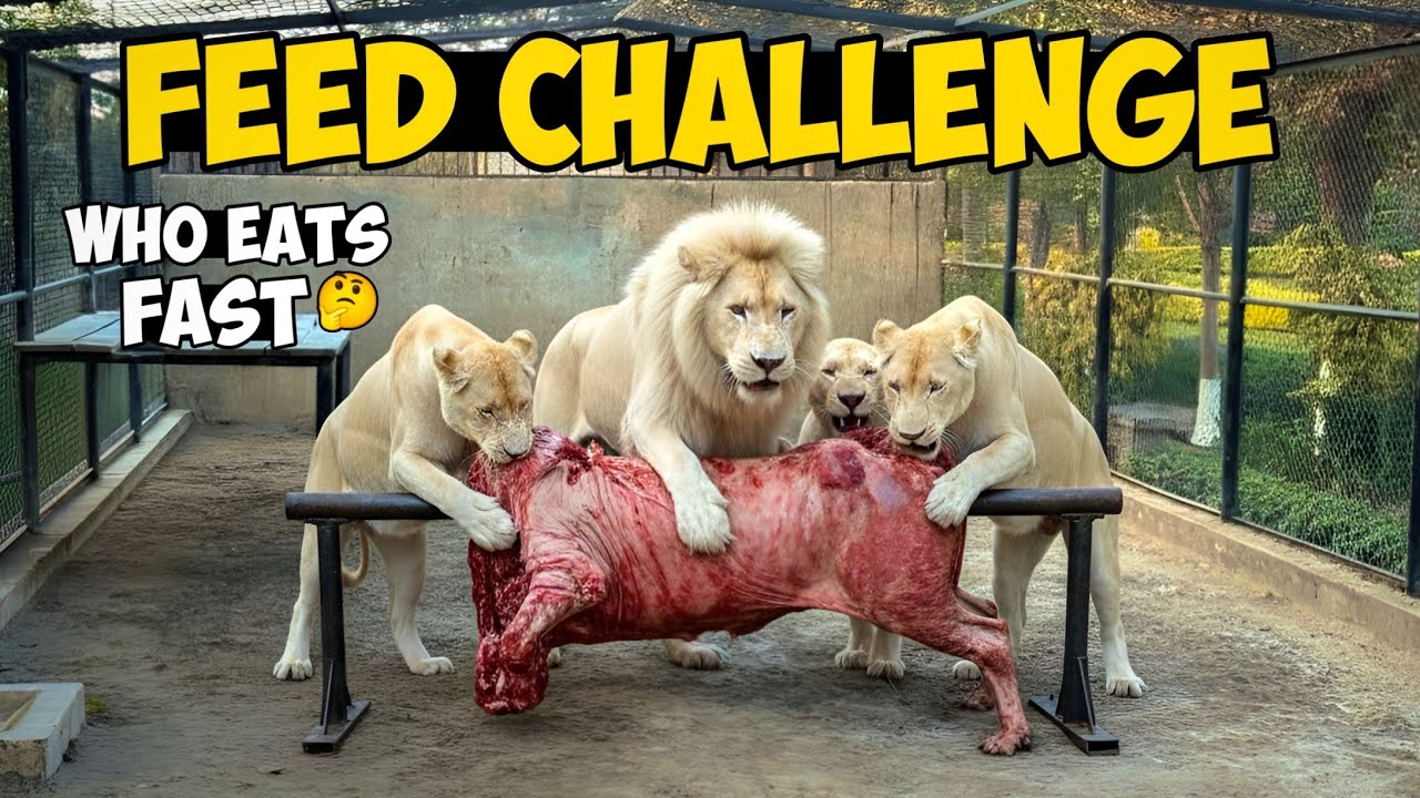 Lion Feeding Speed Challenge 😱 | How Fast Do Lions Eat? 🔥