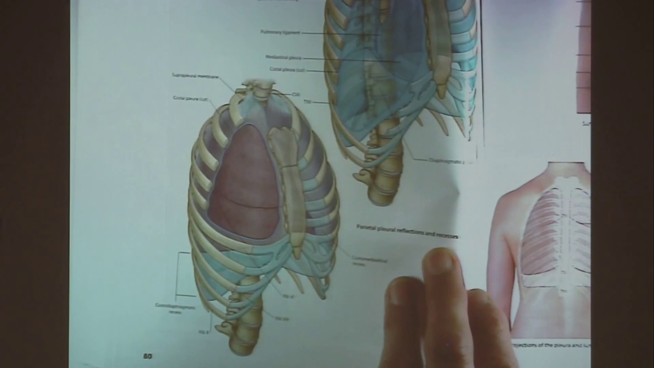 12.11.2018 Soustava kosterní a svalová - doc. RNDr. Pavel Fiala, CSc.