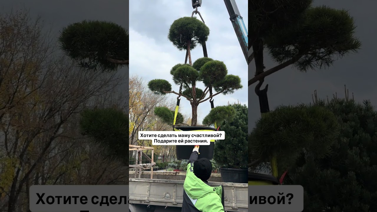 Большой выбор растений в Ростов-на-Дону, Левобережная 19 