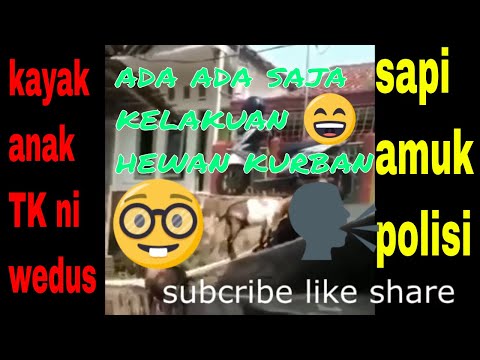 tingkah lucu hewan kurban sebelum di sembelih