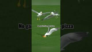 We sure these birds aren’t from New York? It’s the PizzaGull in San Francisco during Mets/Giants! 🍕
