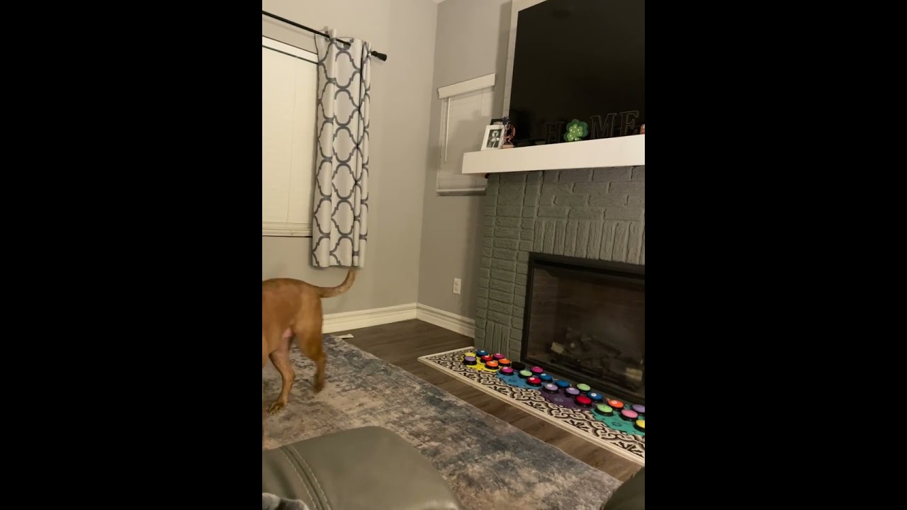 Dog uses buttons to make demands in La Marque, Texas