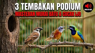 🔴TRIO MASTER MEWAH || cucac cucuc || remove the ash head || fighting sparrow || stone magpie