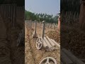 सरसों की खेती में इस बीज का प्रयोग किया