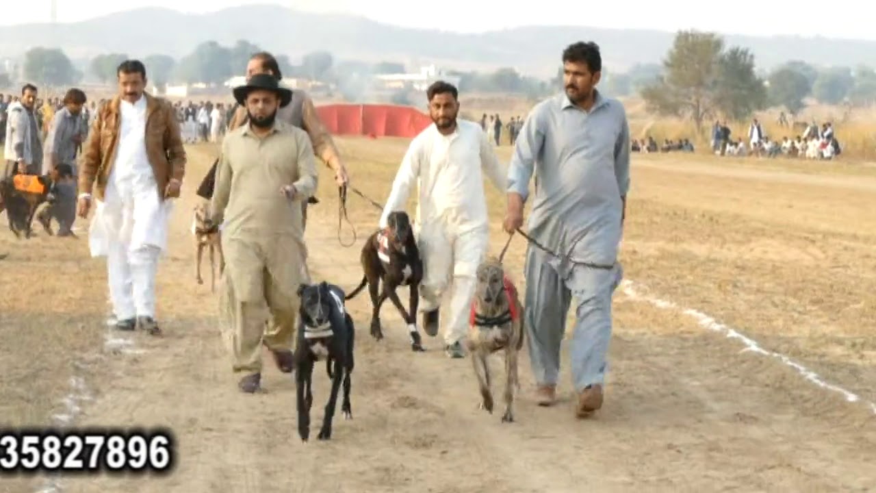 DOG Race Dina Jhelum PART 2