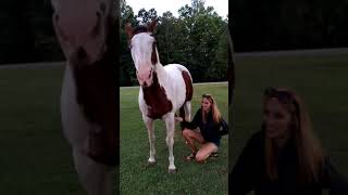 Horses love belly rubs too!