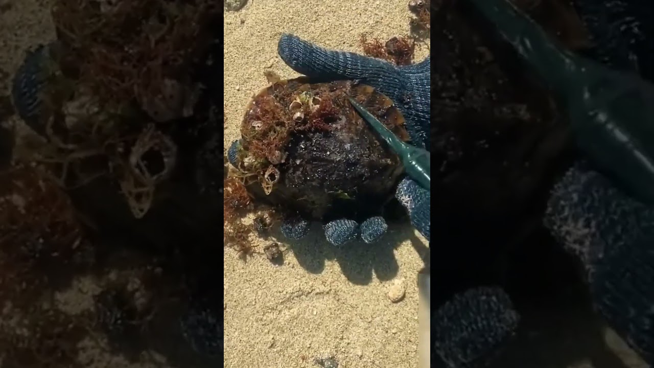 Он удалил ракушки… и дал этой черепахе второй шанс 