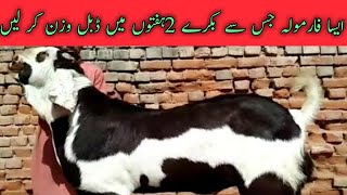 Goat Fattening Wanda For Bakra Eid Bakron Ko Mota Karna Ka Tarika Goat Fattening Feed Formula