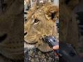 Lion Gets a Textured Crop Haircut 😱🦁✂️ Wildest Animal Transformation Ever #lion #funnyanimals