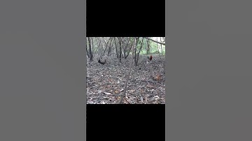 ตัวเมียบินลงมาแบบงงๆ ไก่ป่าตัวเมียสวยมาก #ต่อไก่ป่า #ไก่ต่อ #ไก่ป่า