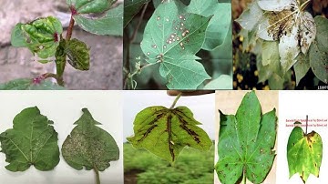 IDM OF COTTON CROP VIDEOS