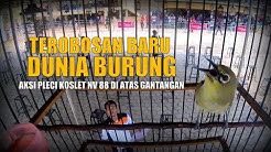 BRANDY WATCH : Pertama Kali Di Dunia Burung Pleci Koslet NV88 Gacor Dalam Sangkar  - Durasi: 8:54. 