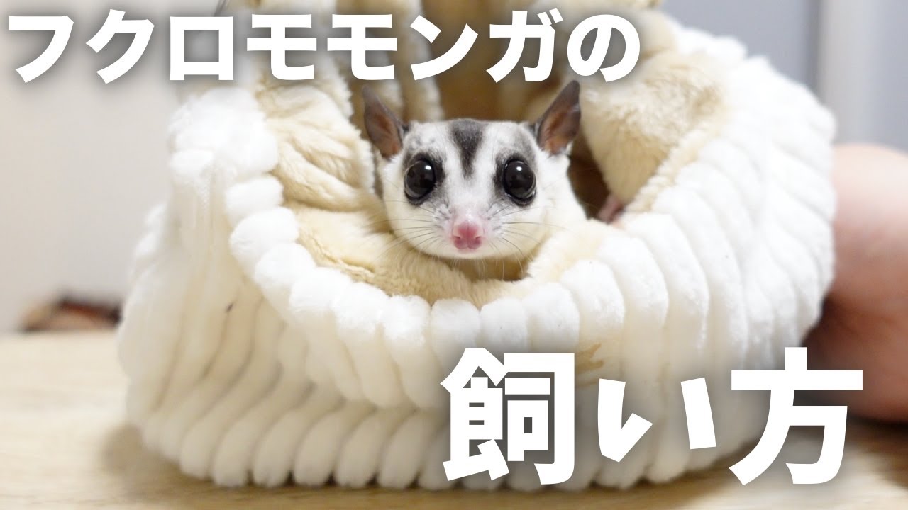 Must See For Beginners How To Keep Sugar Gliders Youtube