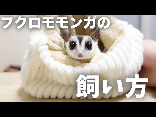 Must-see for beginners! ] How to keep sugar gliders - YouTube