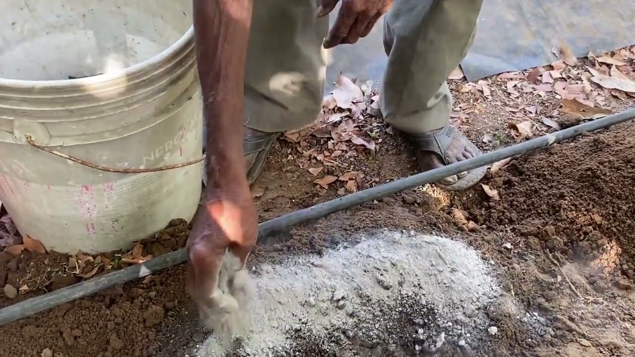 Engelsda bir kecha-kunduzlik Sipovka ladushka korolek fotosurati