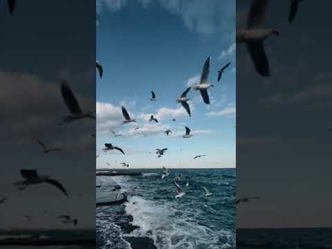 Video mind relaxing 20 - youtube