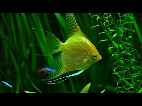 Video: ¿Los peces ángel son peces comunitarios?