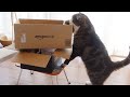 自分にぴったりサイズの箱を選ぶねこ。-Maru chooses the box which fits him perfectly.-